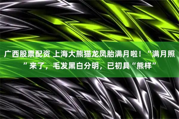 广西股票配资 上海大熊猫龙凤胎满月啦！“满月照”来了，毛发黑白分明，已初具“熊样”